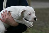 ADULTE ET CHIEN 362